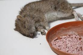 rats