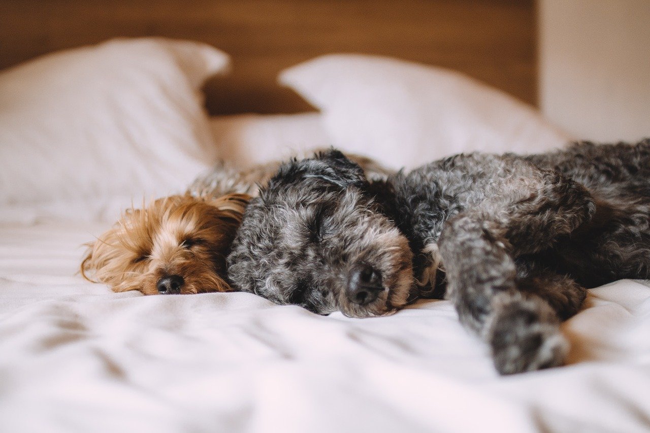dog bed