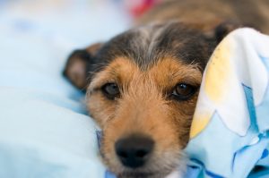 dog-2167529_1280