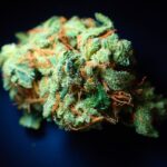 Must-Have Gear for Freezing Food: A Guide to Freezing