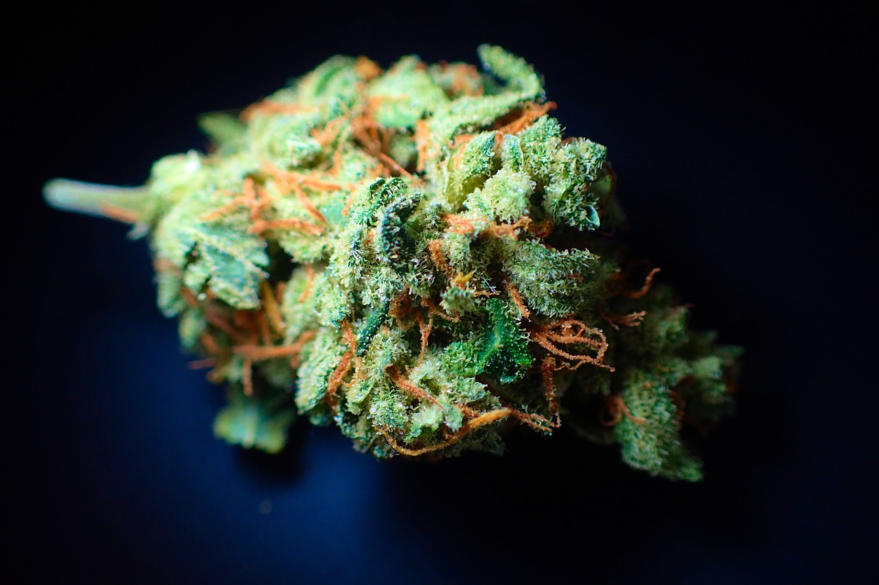 cannabis